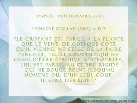 Le croyant est pareil � la plante...
